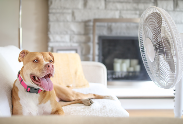 image for 10 Hot Weather Safety Tips Every Pet Owner Should Know